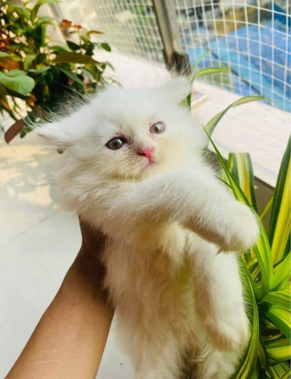 Triple coated fluffy Persian kittens for sale 3