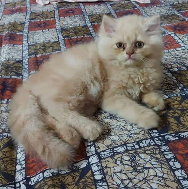 Triple coated fluffy Persian kittens for sale 4