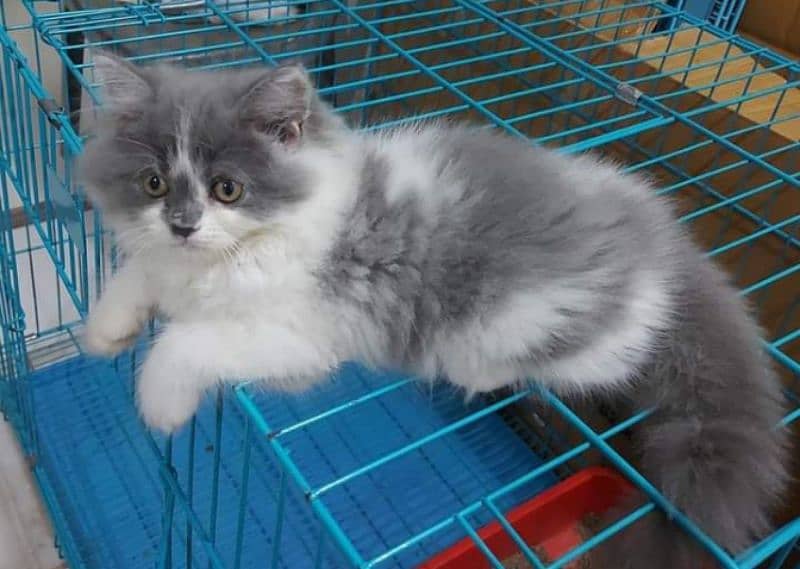 Triple coated fluffy Persian kittens for sale 5