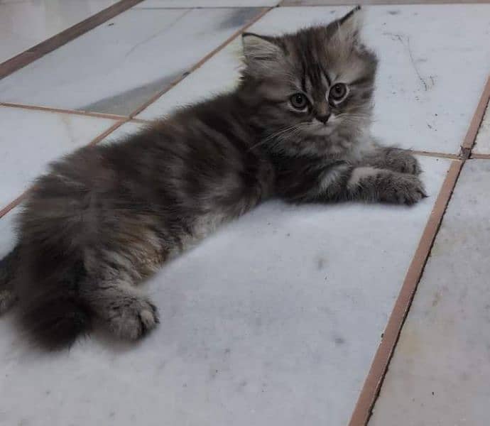 Triple coated fluffy Persian kittens for sale 6