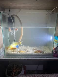 aquarium for sale urgent