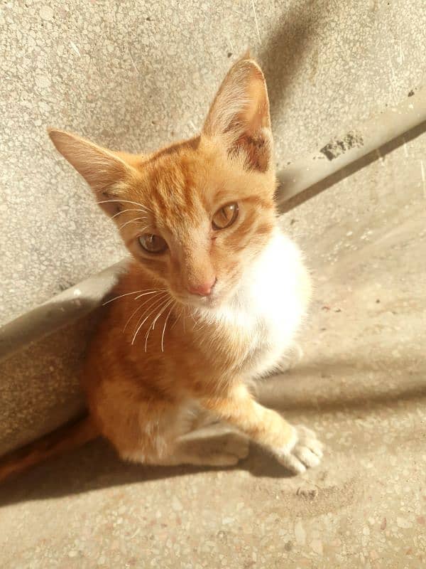 free orange kitten 0