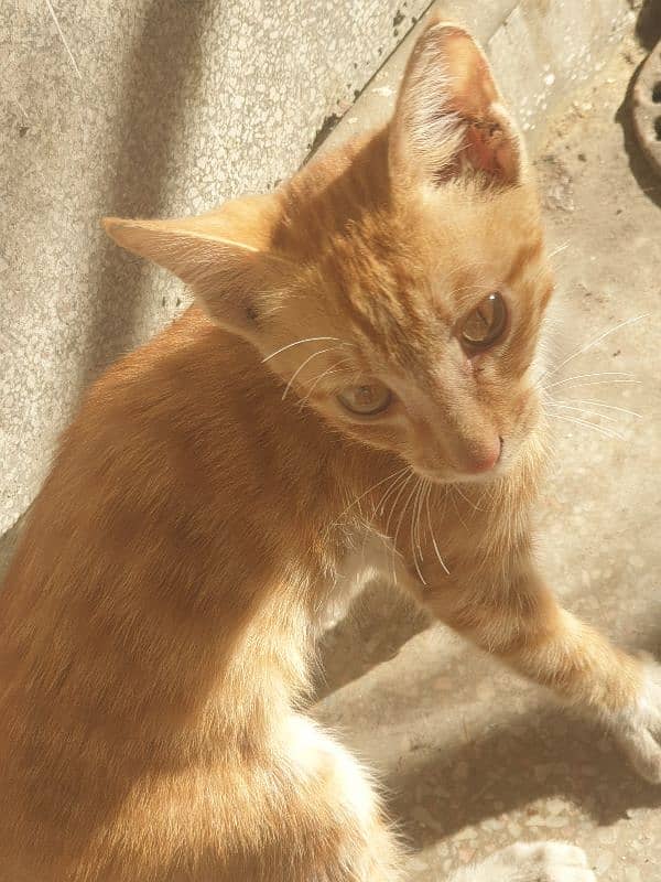 free orange kitten 3