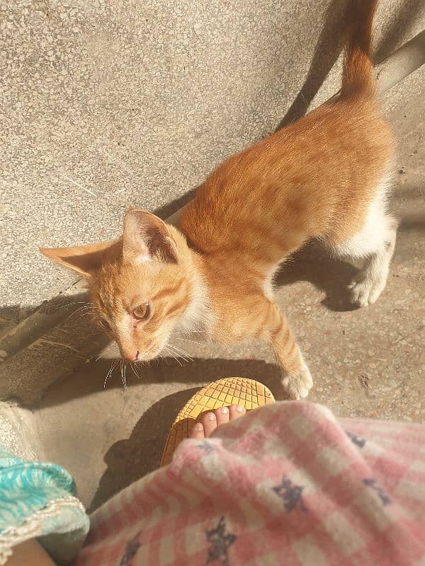 free orange kitten 4