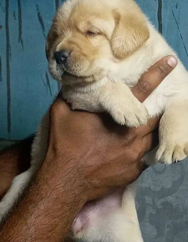 Fawn Labrador male puppy 0