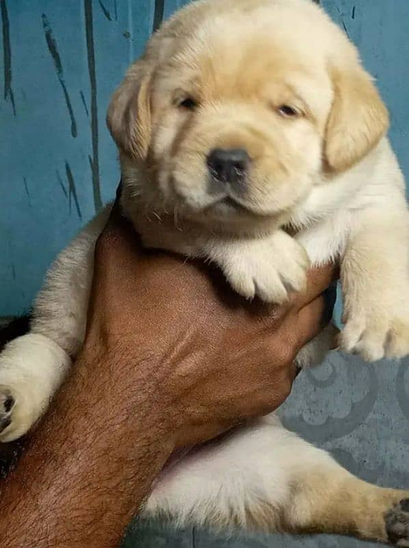 Fawn Labrador male puppy 1