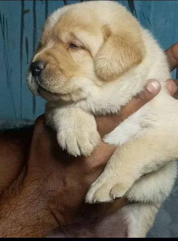 Fawn Labrador male puppy 3