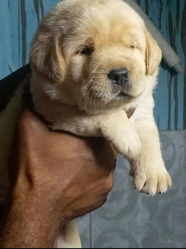 Fawn Labrador male puppy 4