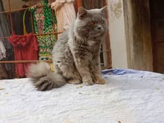 Persian cat