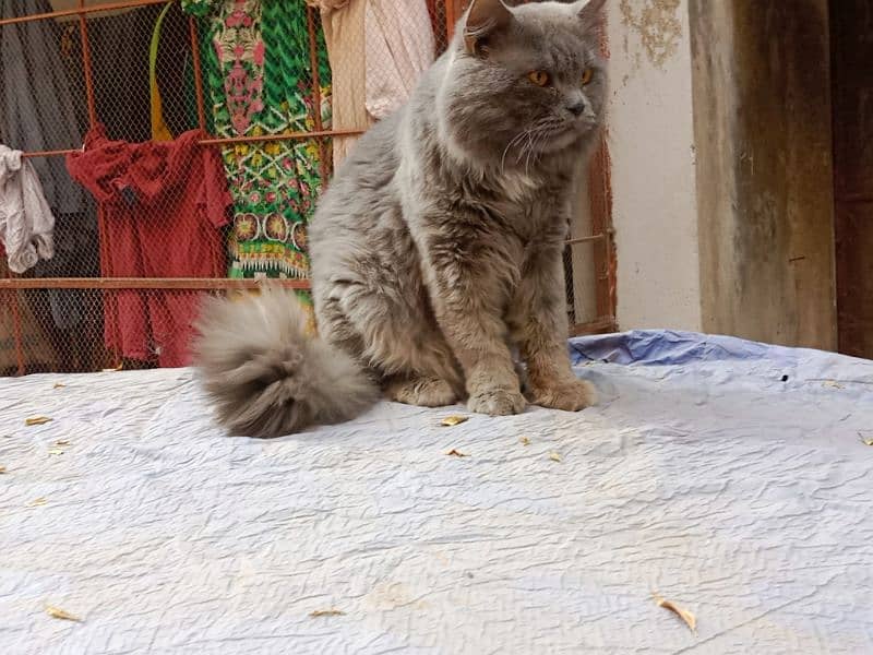 Persian cat 1