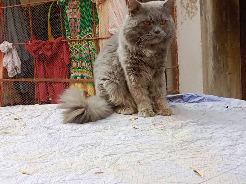 Persian cat 2