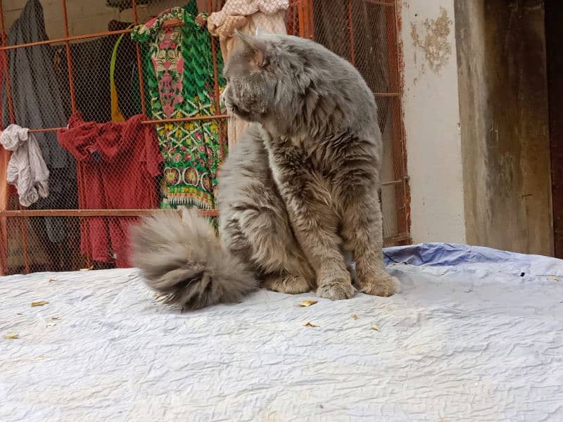 Persian cat 4