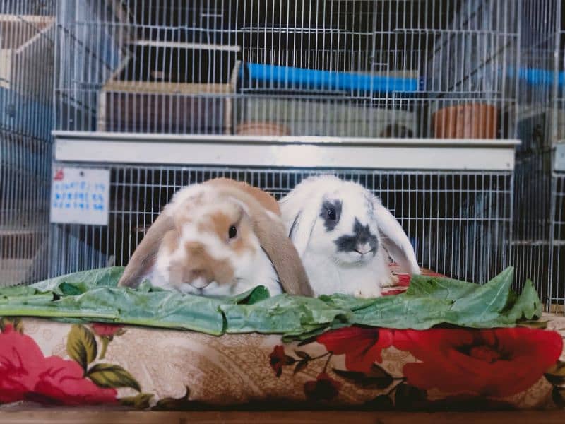 funcy Rabbits Best quality in lop rabbit available in vr uni colour 2