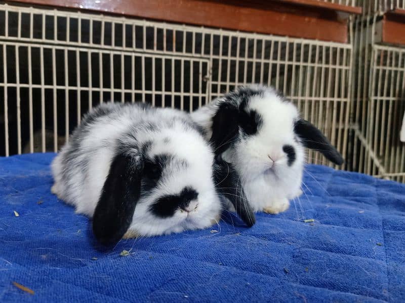 funcy Rabbits Best quality in lop rabbit available in vr uni colour 10