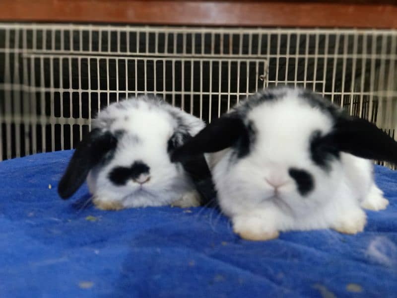 funcy Rabbits Best quality in lop rabbit available in vr uni colour 11