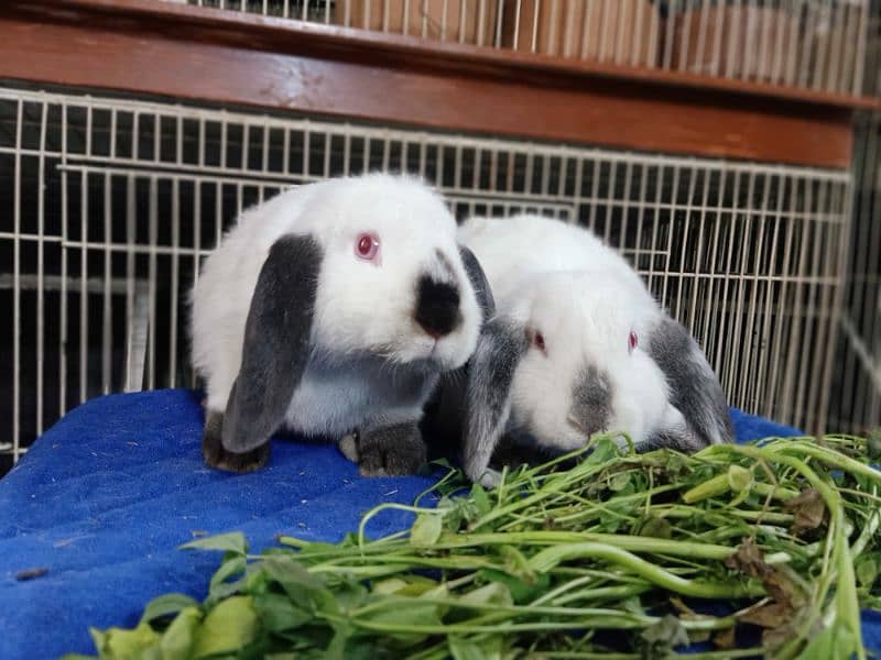 funcy Rabbits Best quality in lop rabbit available in vr uni colour 18