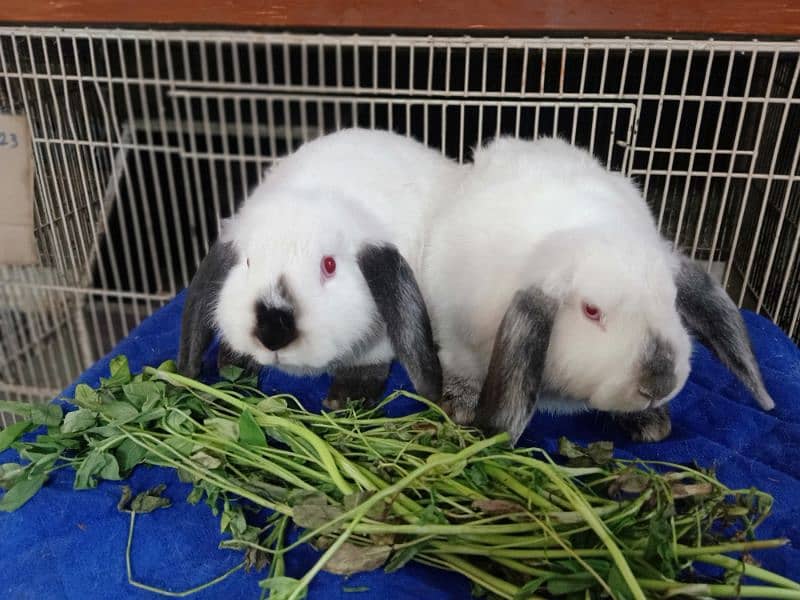 funcy Rabbits Best quality in lop rabbit available in vr uni colour 19