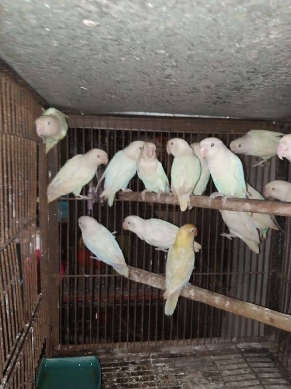 albino love birds 10