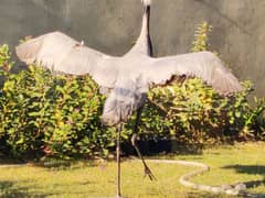 Demoiselle Cranes Pair