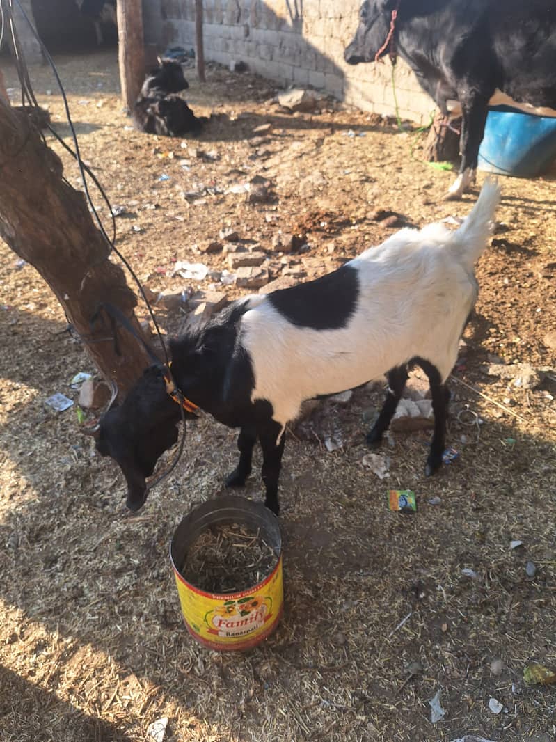 1 year old female goat 0