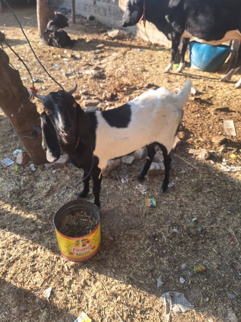 1 year old female goat 1