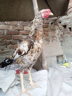 ASEEL PHATTA HOME BREED