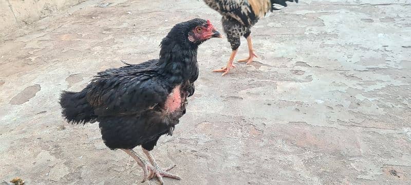 Sale of aseel hens 4