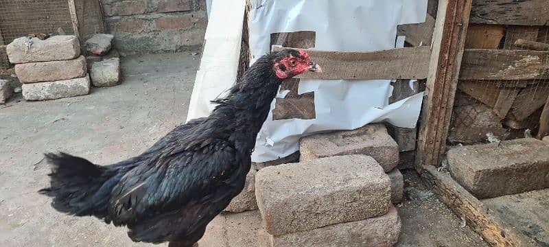 Sale of aseel hens 5