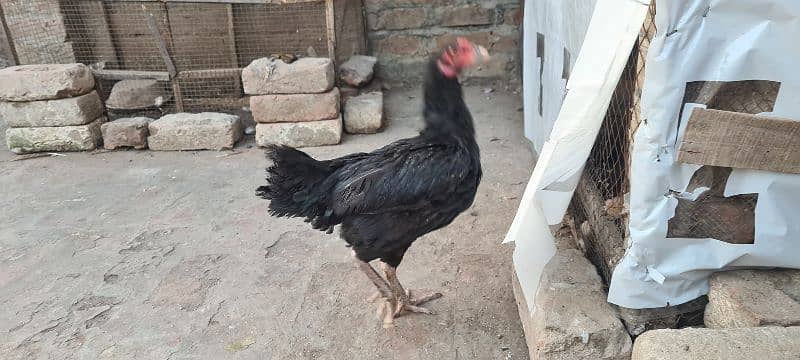 Sale of aseel hens 6