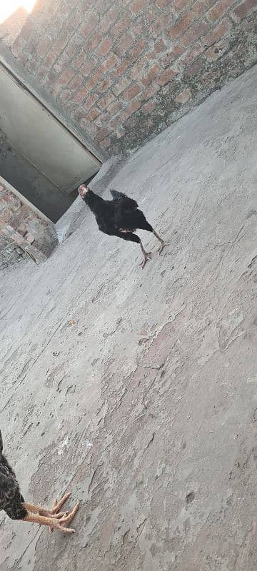 Sale of aseel hens 7