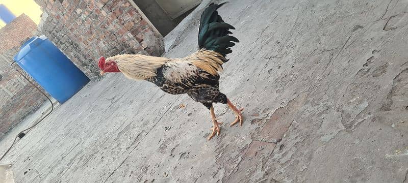 Sale of aseel hens 8