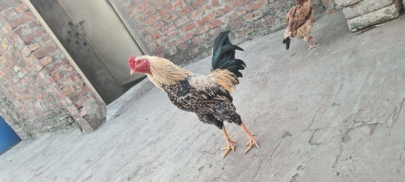 Sale of aseel hens 9