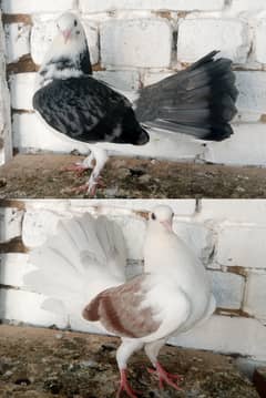 Lakky Kabootar Fancy Pigeon Pair