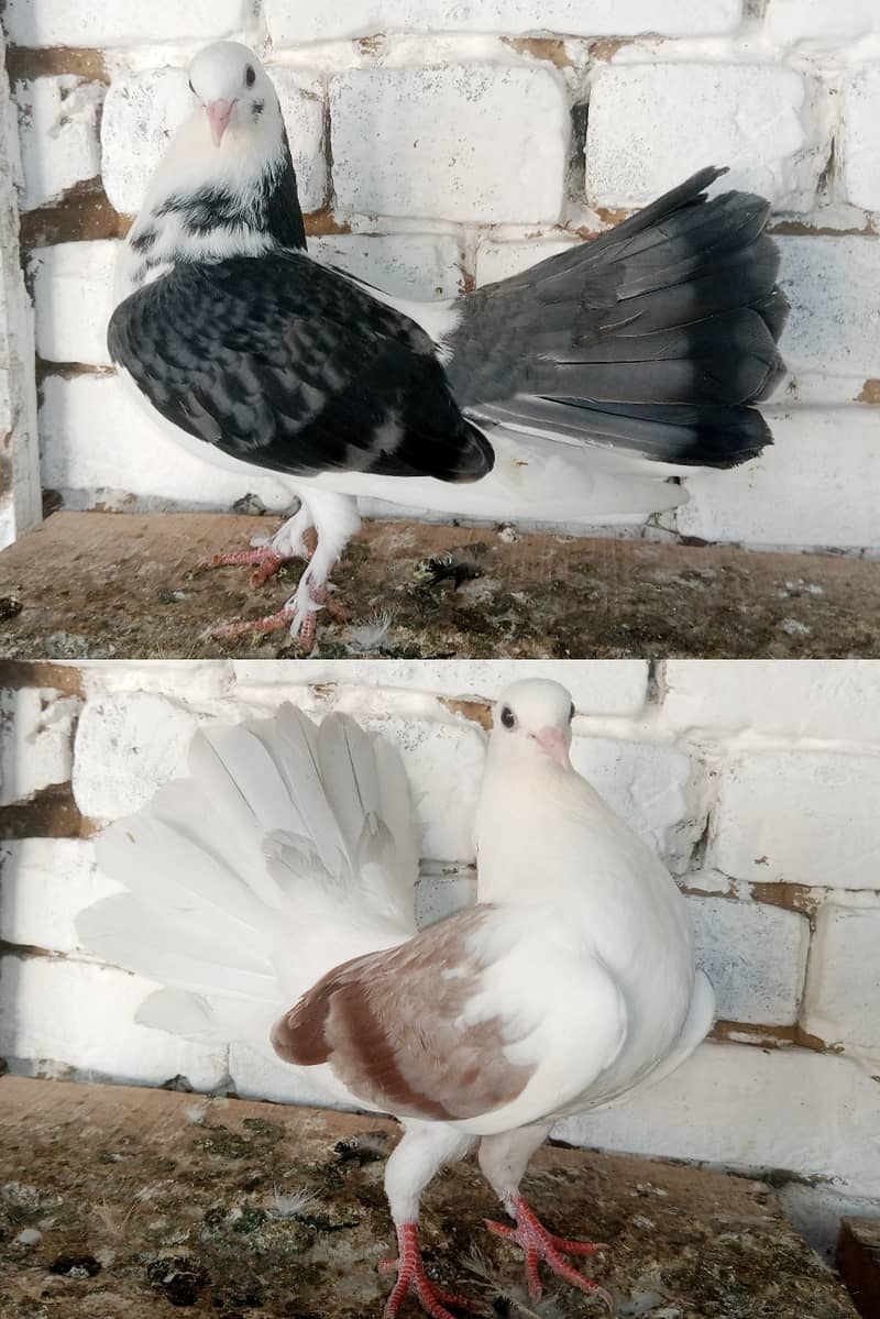 Lakky Kabootar Fancy Pigeon Pair 0