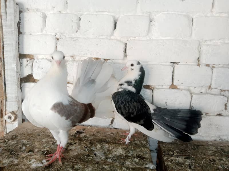 Lakky Kabootar Fancy Pigeon Pair 1