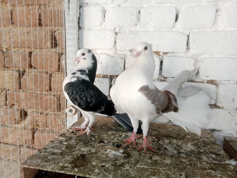 Lakky Kabootar Fancy Pigeon Pair 2