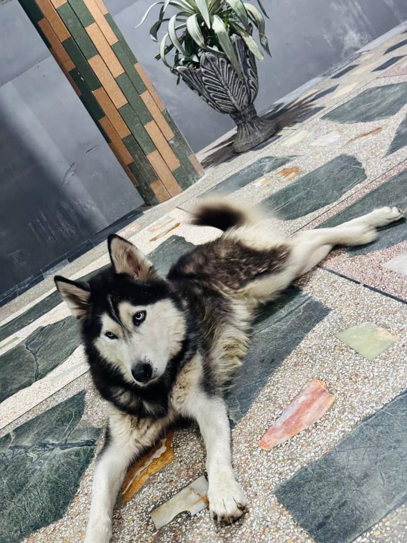 Siberian Husky | Husky Male | Pedigree Male Dog | Furry coat 4