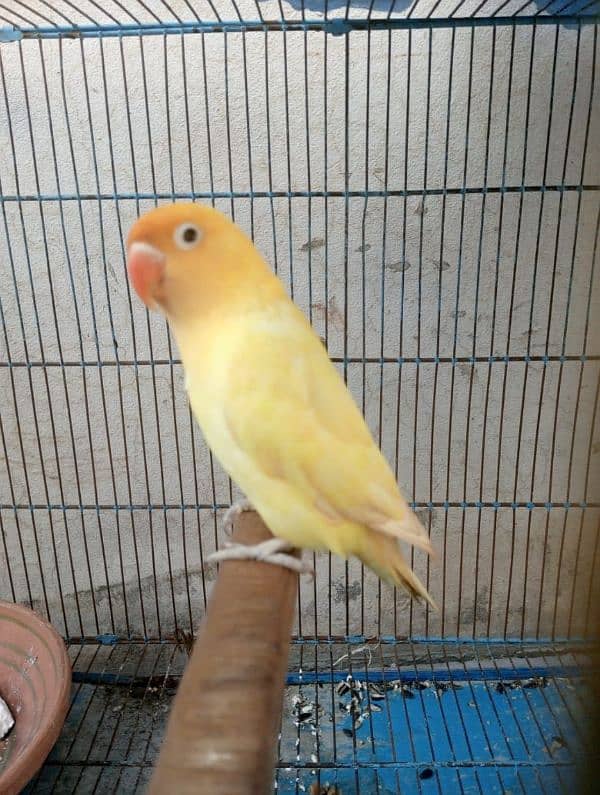 Decino Male Ready for Breed 0