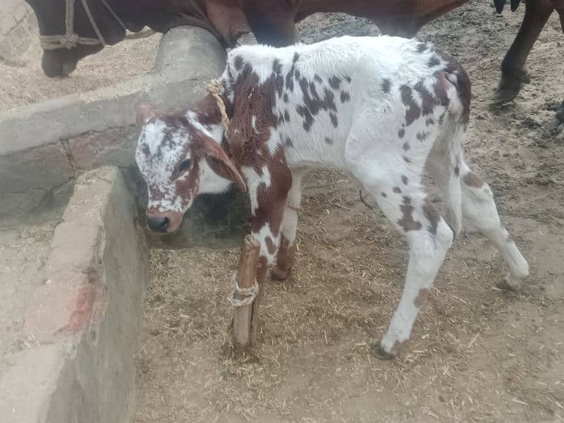 Cow for sale 1