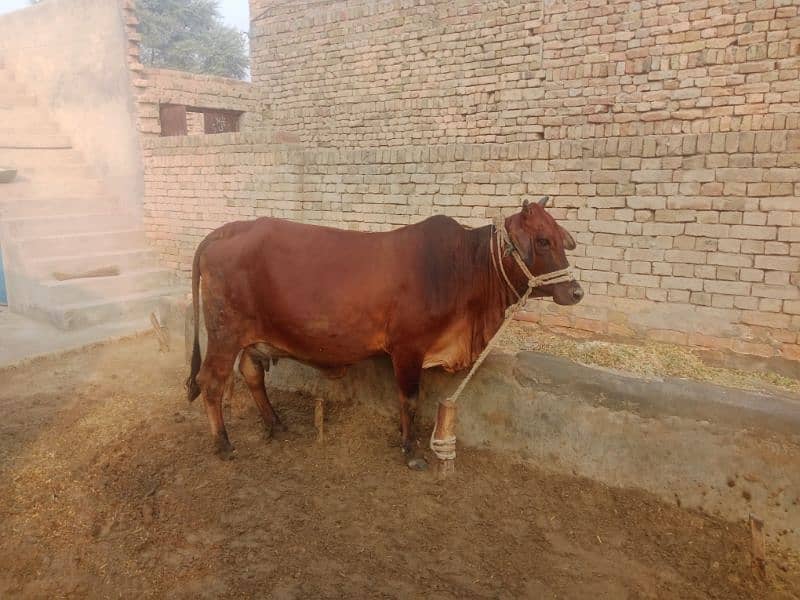 Cow for sale 2