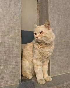 Persian double coated male Cat