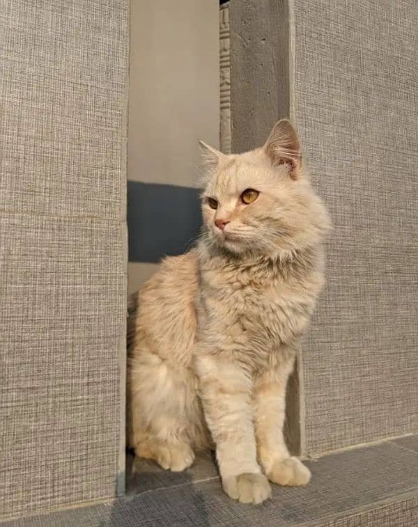 Persian double coated male Cat 0