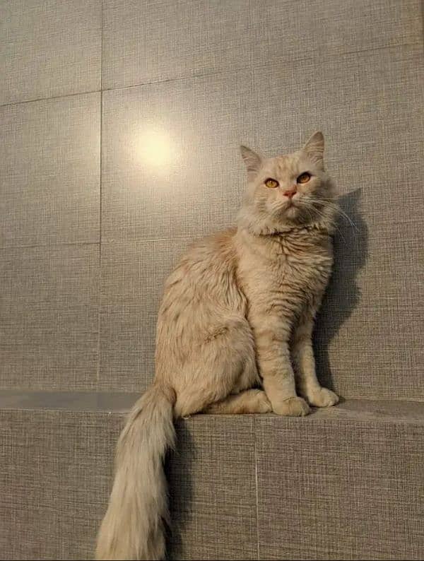 Persian double coated male Cat 2