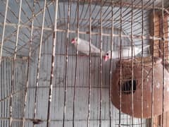 Java Finch Ready to Breed Male Nesting Complete Male For Sale