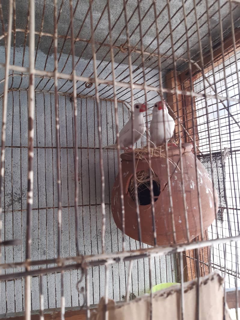 Java Finch Ready to Breed Male Nesting Complete Male For Sale 1