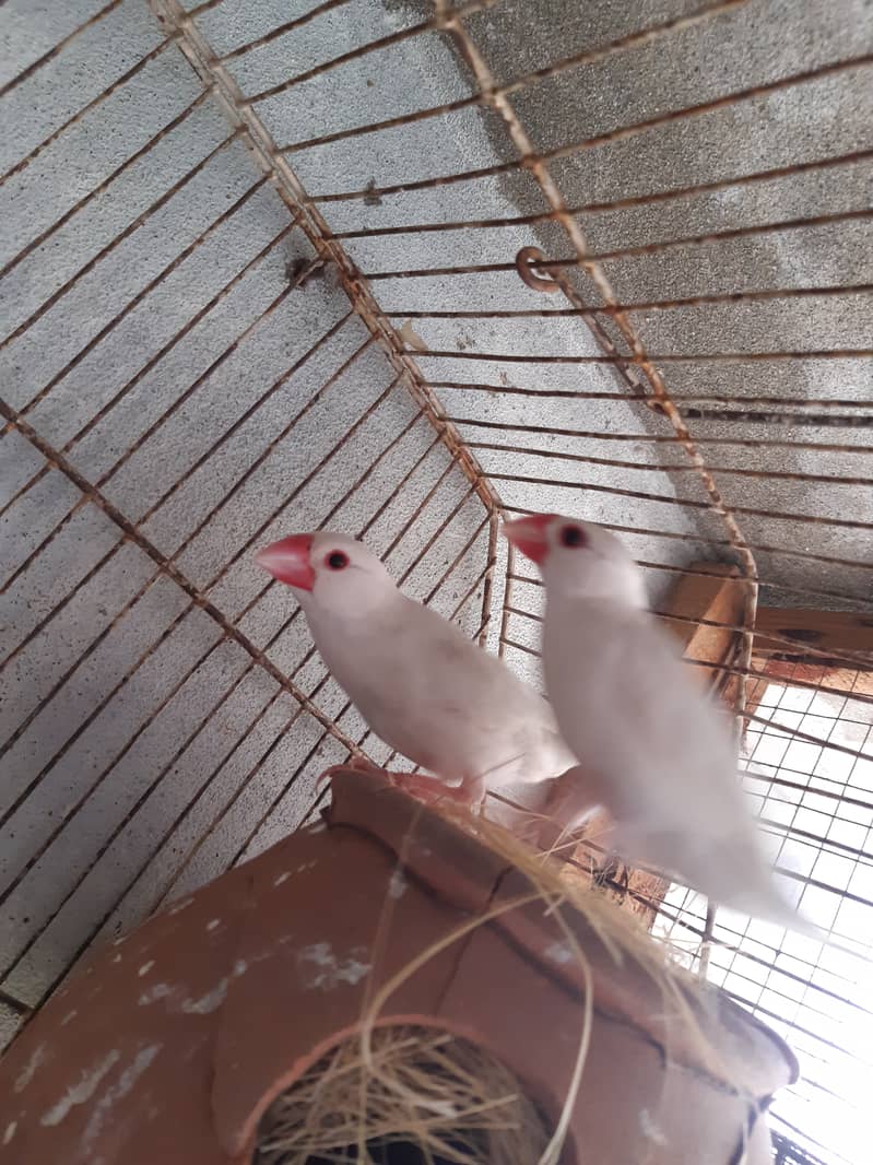 Java Finch Ready to Breed Male Nesting Complete Male For Sale 2