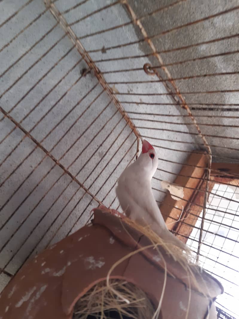 Java Finch Ready to Breed Male Nesting Complete Male For Sale 3