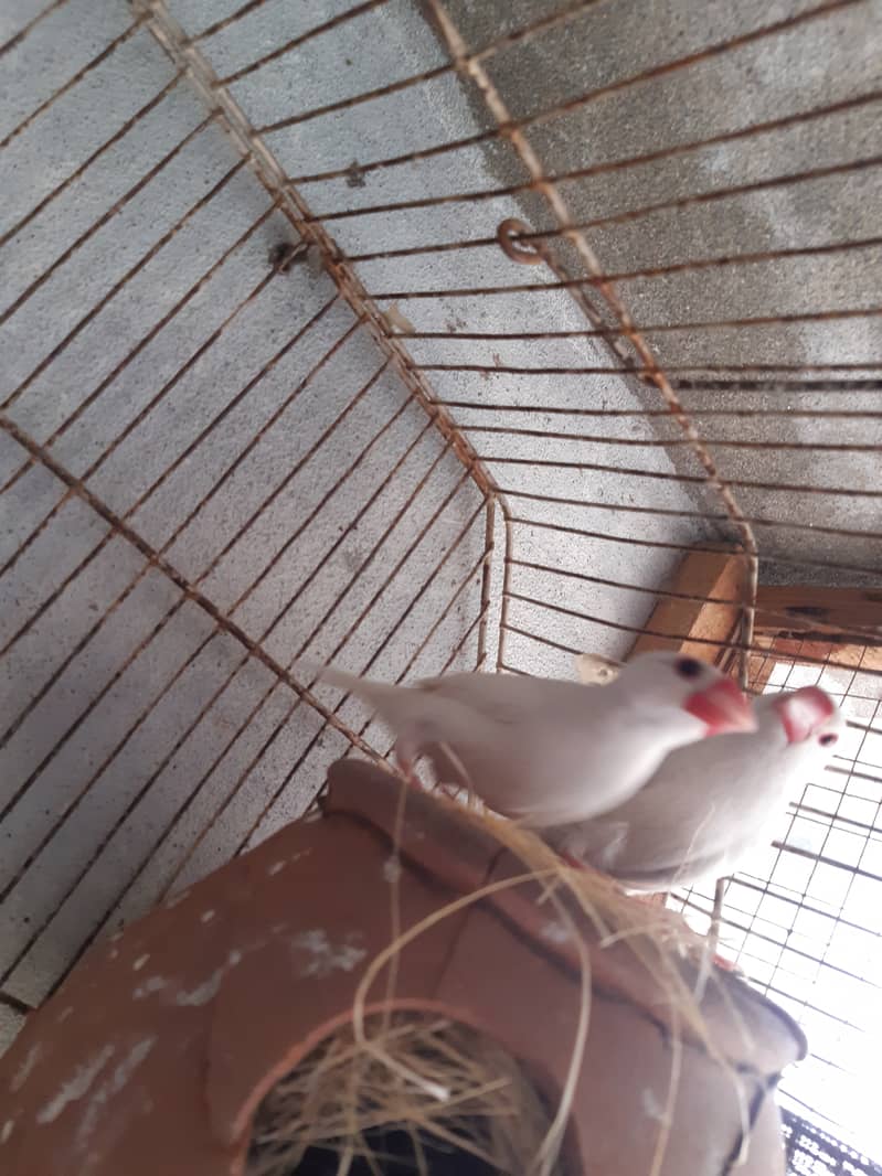 Java Finch Ready to Breed Male Nesting Complete Male For Sale 4