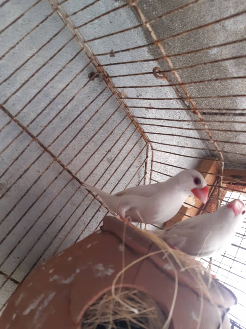 Java Finch Ready to Breed Male Nesting Complete Male For Sale 5