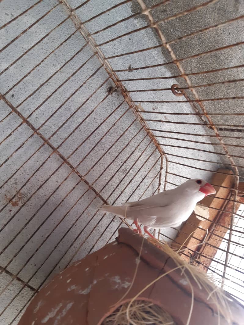 Java Finch Ready to Breed Male Nesting Complete Male For Sale 6